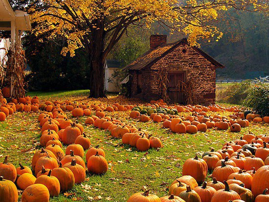 pumpkins